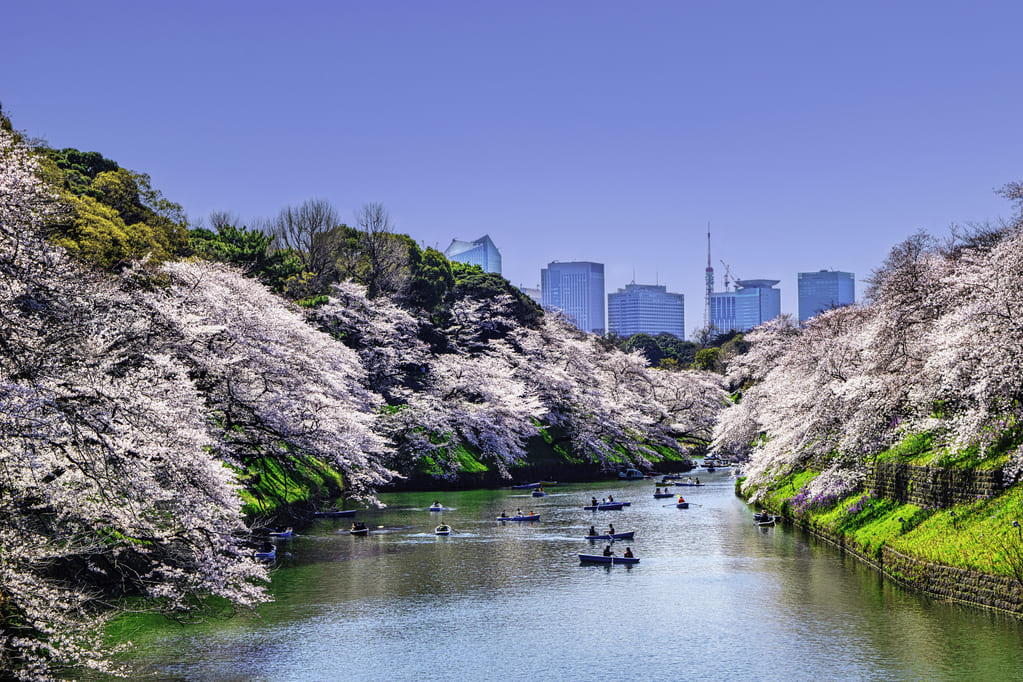 千鳥ヶ淵で美しい桜を愛でる