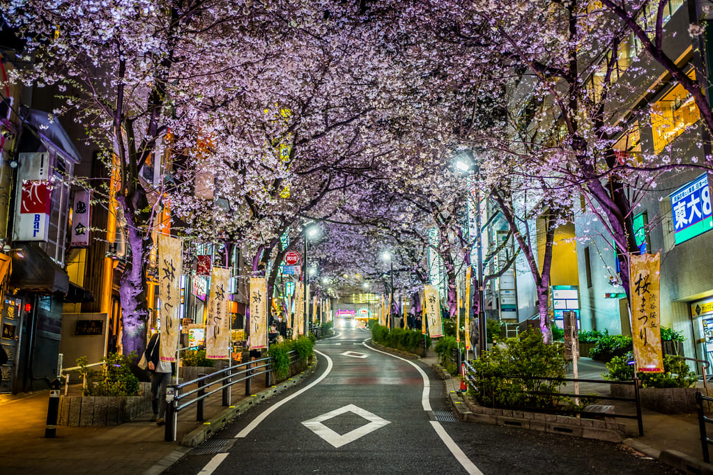 桜丘の坂道と桜の木