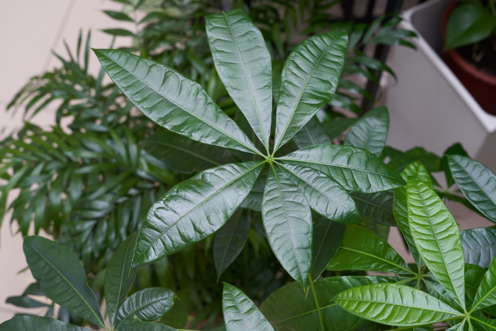 オフィスにおすすめの観葉植物4つ