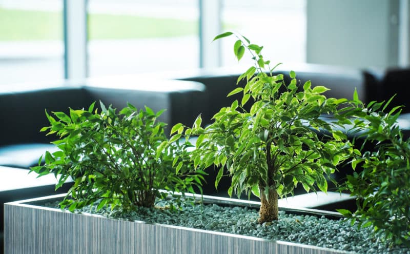 オフィスにおすすめの観葉植物4選！メリットや注意点も解説
